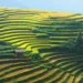 riziere ha giang 1