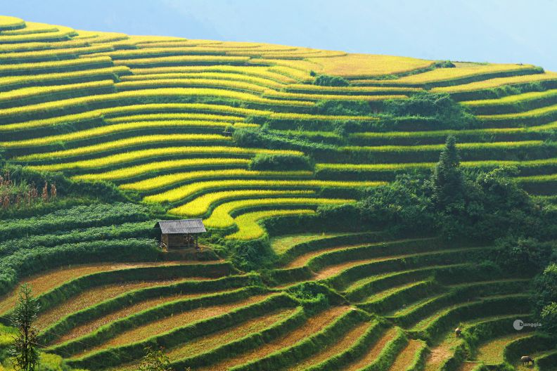 riziere ha giang 1