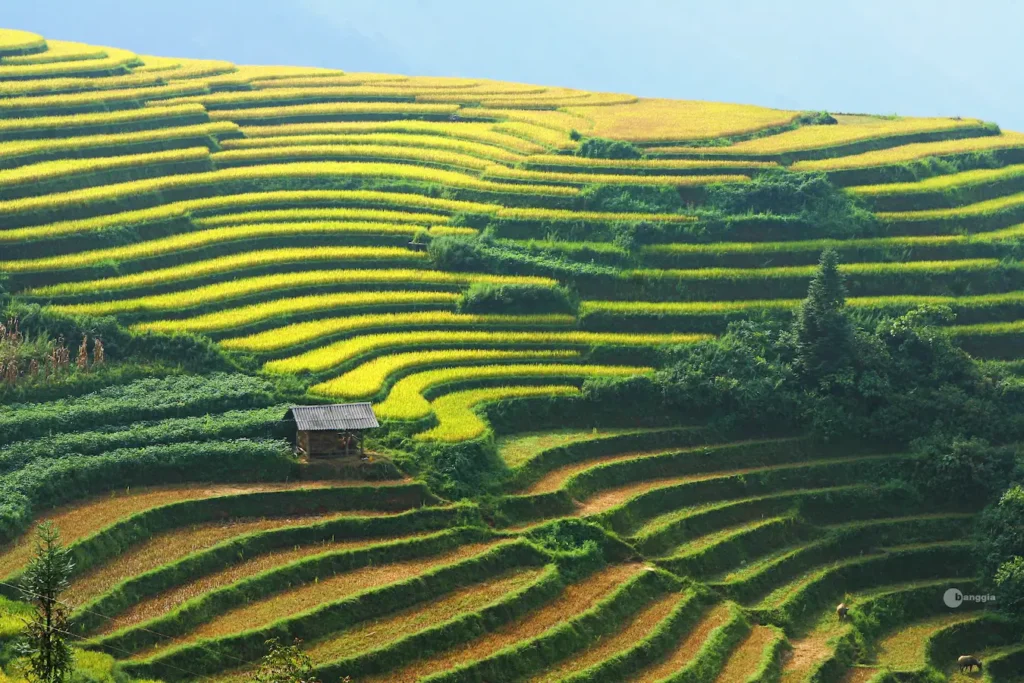 ha giang riziere