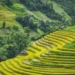 hoang su phi ha giang_1000